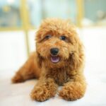 Golden Toy Poodle - Image 2