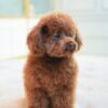 Teacup Poodle Red - Image 3