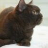 British Shorthair Cat - Image 2