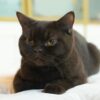 British Shorthair Cat
