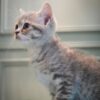 British Shorthair - Image 3