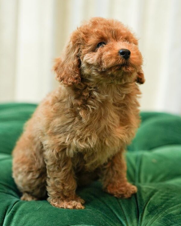 Ruby Rohd Toy Ruby – Red Toy Poodle - Pets Habitat