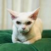 Adelina Aquarius Elf: Pedigree Devon Rex