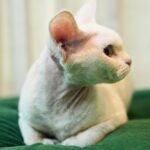 Adelina Aquarius Elf: Pedigree Devon Rex - Image 4