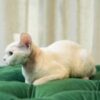 Adelina Aquarius Elf: Pedigree Devon Rex - Image 2