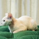 Adelina Aquarius Elf: Pedigree Devon Rex - Image 2