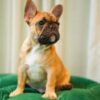 Max – French Bulldog - Image 3
