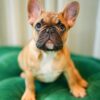 Max – French Bulldog