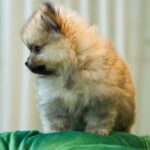 Bella – Toy Poodle - Image 4