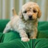 Bella – Toy Poodle