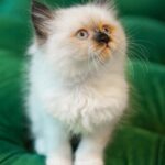 Luna – Himalayan - Image 2