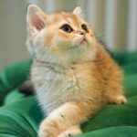 Milo – British Shorthair (NY12) - Image 2