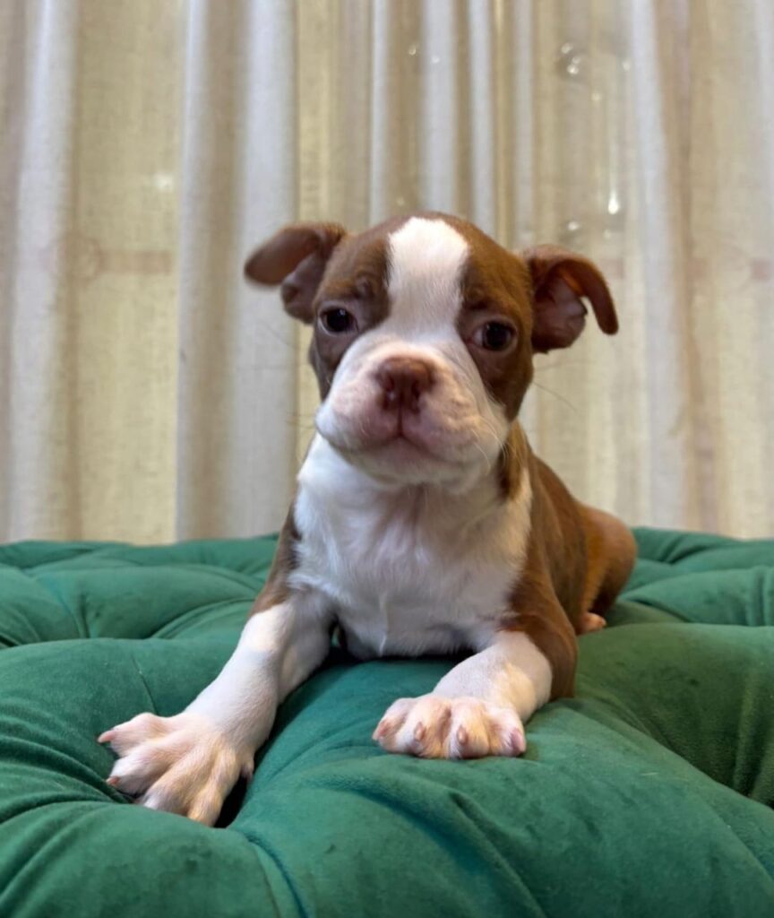 Argo – Boston Terrier