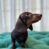 Muffin – Dachshund - Image 2
