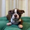 Archie – Boston Terrier - Image 2