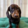 Muffin – Dachshund