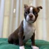 Archie – Boston Terrier