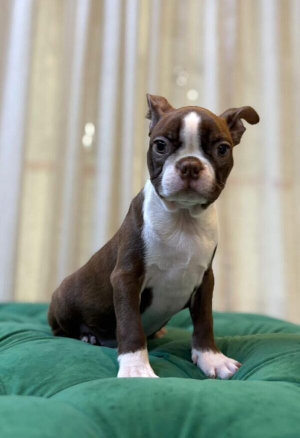 Archie – Boston Terrier - Pets Habitat