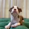 Argo – Boston Terrier - Image 3