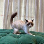 Snowy – Ragdoll Cat - Image 2