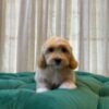 Donut – Maltipoo - Image 2