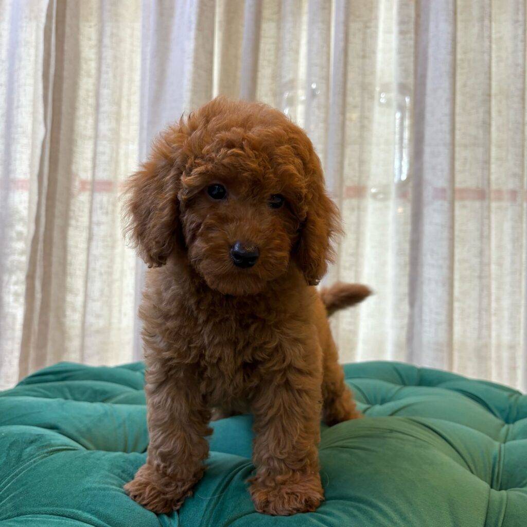 Sally – Toy Poodle
