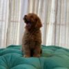 Sally – Toy Poodle - Image 2