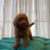 Sally – Toy Poodle - Image 3