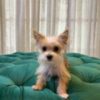Daisy – Teacup Yorkshire Terrier - Image 2