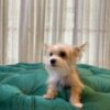 Daisy – Teacup Yorkshire Terrier - Image 3