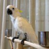 Angel – Cockatoo - Image 2