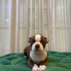 B1 - Boston Terrier - Image 2