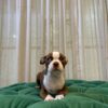B1 - Boston Terrier - Image 5