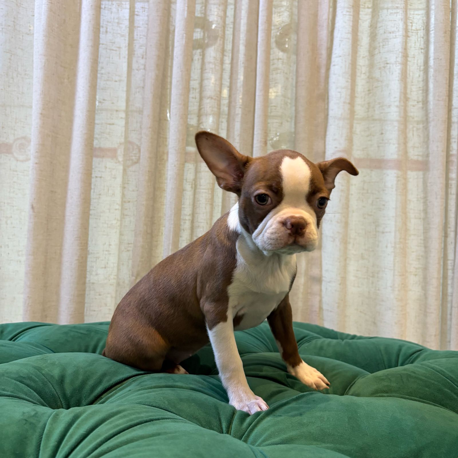 B6 - Boston Terrier - Image 2