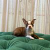 B6 - Boston Terrier
