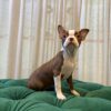 B6 - Boston Terrier - Image 4