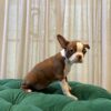 B6 - Boston Terrier - Image 5