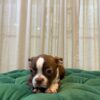 B5 - Boston Terrier - Image 3