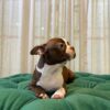 B5 - Boston Terrier