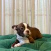 B5 - Boston Terrier - Image 5