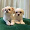 Nala & Molly - Maltipoo - Image 2