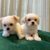 Nala & Molly - Maltipoo - Image 4