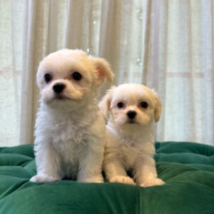 Nala & Molly - Maltipoo