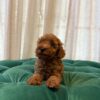 Toy poodle - Image 2