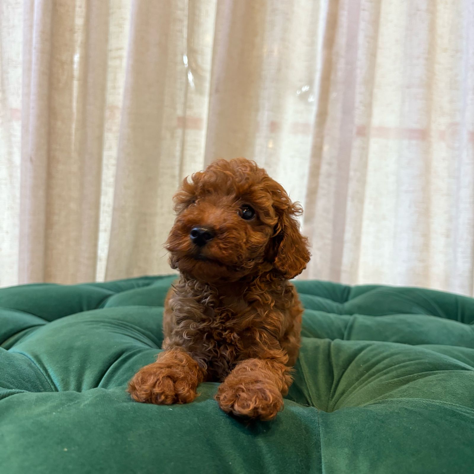 Toy poodle - Image 2