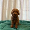 Toy poodle - Image 3