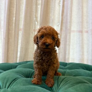 Toy poodle