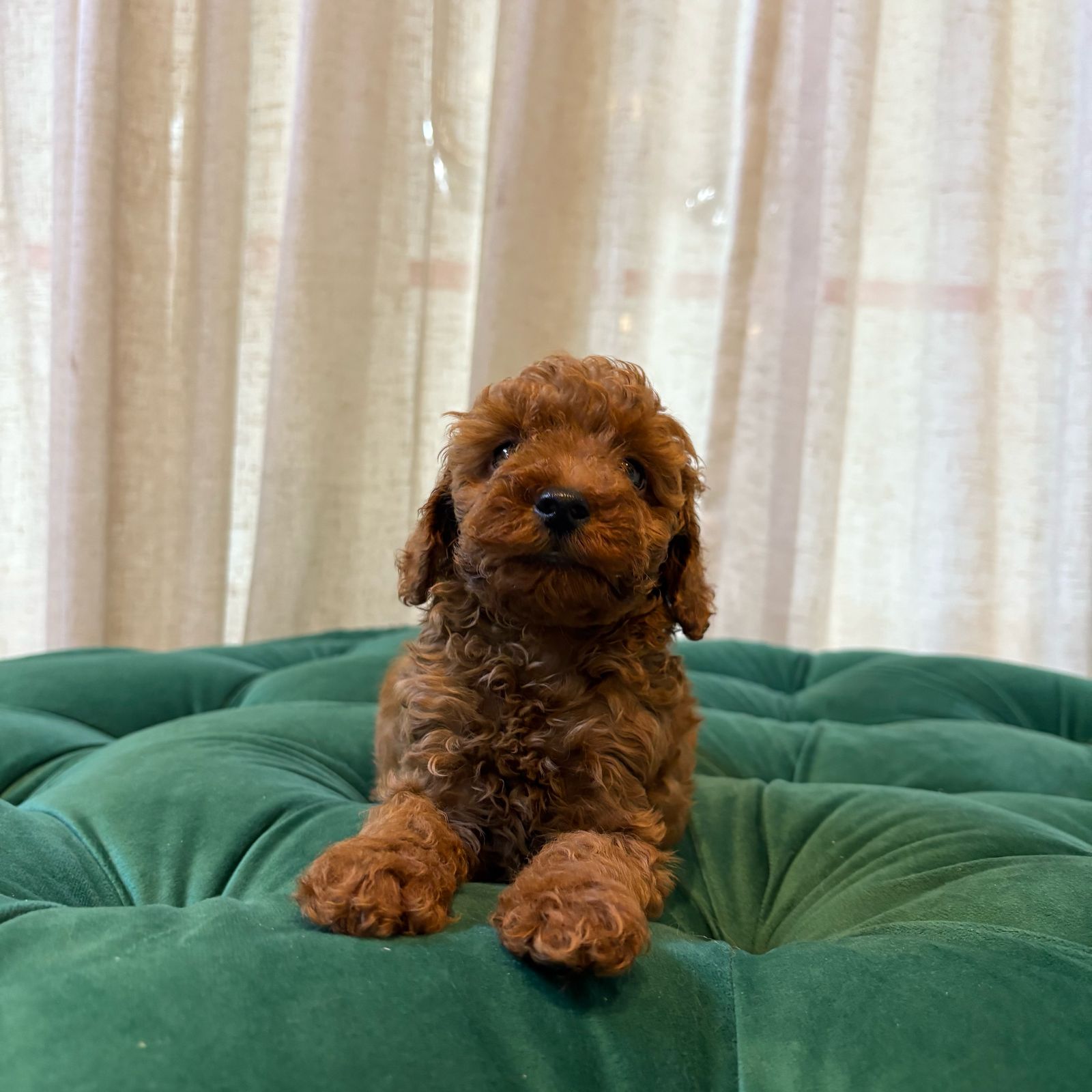 Toy poodle - Image 4
