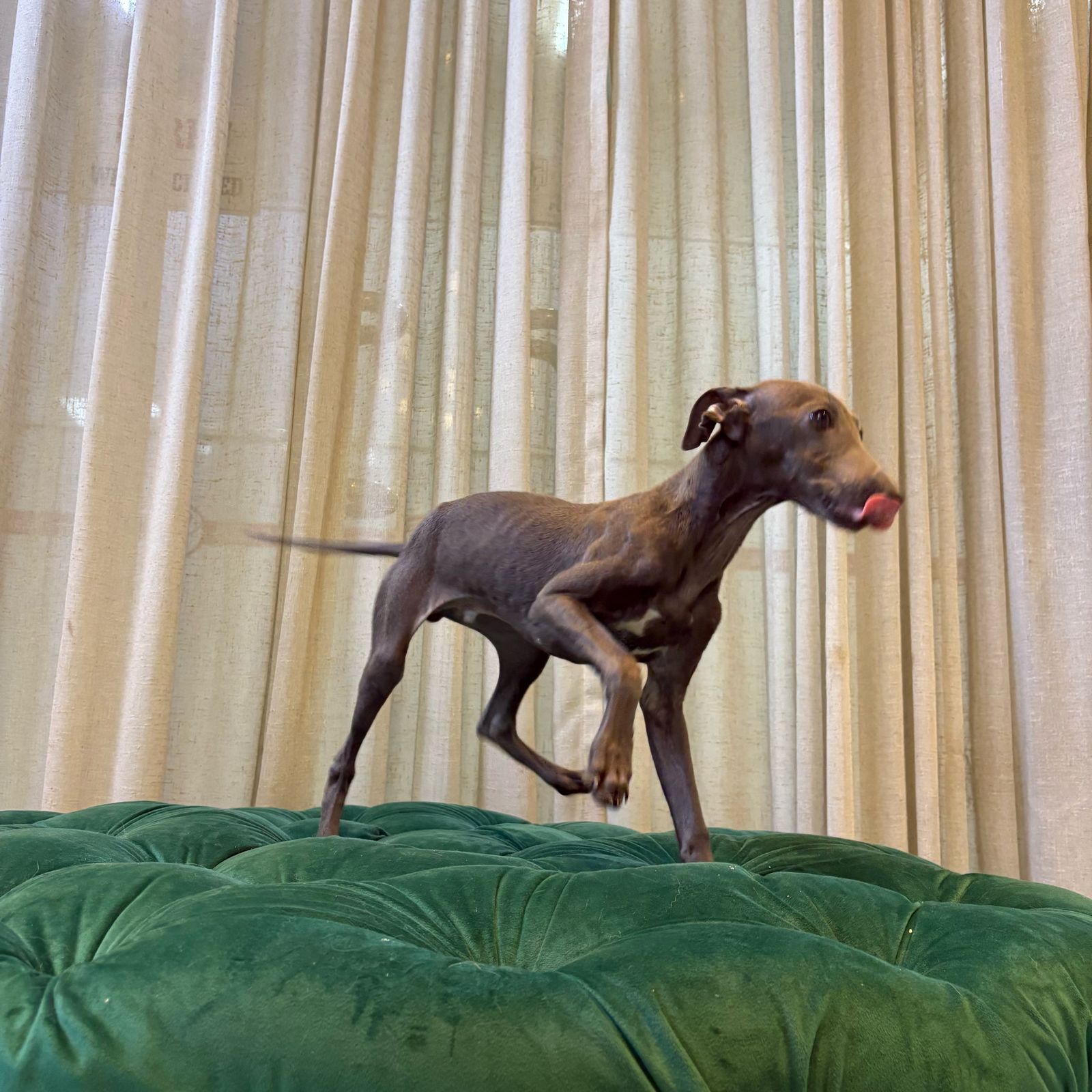 Karlos (Italian Greyhound) - Image 4