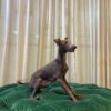 Karlos (Italian Greyhound)